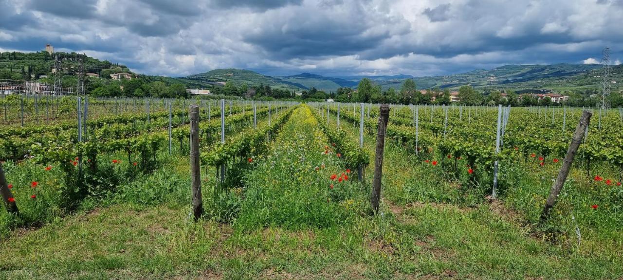 Agriturismo Alle Albare Montorio Veronese Eksteriør bilde